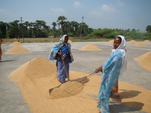 Women spreading the rice in Pooriambakkan